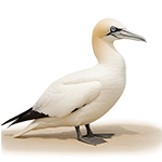 Morus bassanus
Ing.-Northern Gannet