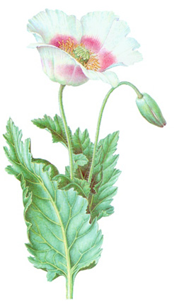 Papaver somniferum.-TOXICA. La industria farmaceútica utiliza el jugo desecado obtenido por incisión de las capsulas inmaduras, que es el opio. Todos los alzalóides del opio son narcóticos; es decir, resultan estupefacientes que acarrean un hábito. Su empleo prolongado conduce a un envenenamiento crónico, que desemboca en la ruina física y en la muerte.