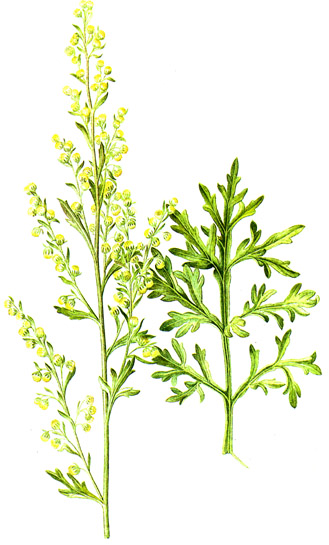 Ajenjo