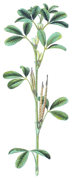 Trigonella foenum-graecum.- El interes medicinal radica en las semillas. Son ricas en albúminas y en substancias mucilaginosas.