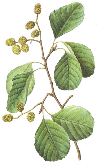 Alnus glutinosa.- Se emplea en el tratamiento de enfriamientos intestinales, diarreas persistentes y hemorragias internas.