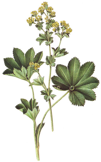 Alchemilla xanthochlora.- Se recomienda a las mujeres embarazadas tomar hasta tres tazas de infusión al día, unas cuatro semanas antes del parto, para facilitarlo.