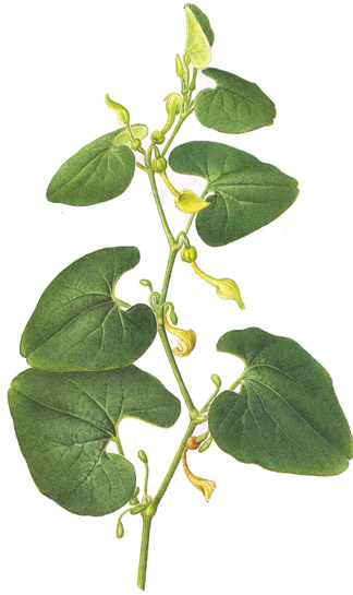 Aristolochia clematitis.- TOXICA.-Se usa para el tratamiento de enfermedades del sistema vascular y de la trombosis.