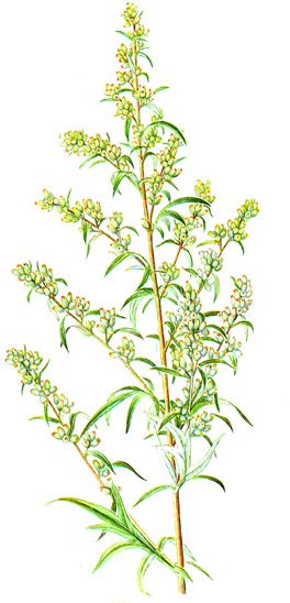Artemisia vulgaris.- La medicina popular la emplea contra los trastornos nerviosos, los insomios y el tratamiento de las enfermedades de la mujer.