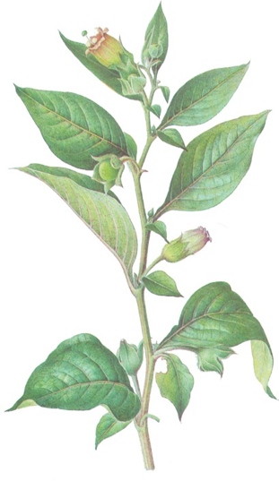 Atropa bella-donna.- TOXICA.- Toda la planta es sumamente venenosa. Los preparados farmaceúticos, ralajan las contracciones de los músculos lisos, reducen los dolores de los cólicos urinarios y de la vesícula biliar y alivian los ataques de asma.