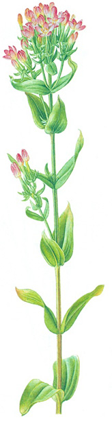 Centaurium erythraea.- Sus jugos amargos excitan las terminaciones nerviosas de las papilas gustativas de la lengua, lo cual produce, por reflejo, un incremento de la secreción gástrica.