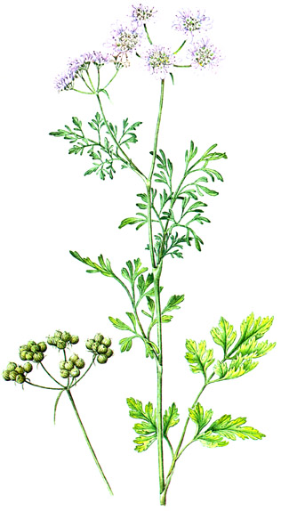Coriandrum sativum.- En aplicaciones externas, tanto la planta seca como el aceite de cilantro, sirven para preparar ungüentos destinados a aliviar los dolores reumáticos, musculares o auriculares.