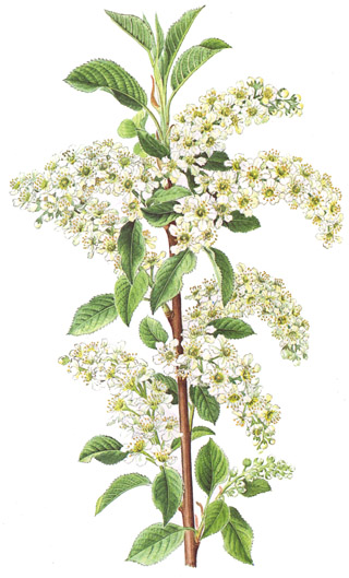 Prunus padus.- El pigmento de los frutos se emplea para colorear vinos y licores. La madera es dura y resistente, por lo que se utiliza para el grabado en madera y para la fabricación de culatas de armas de fuego.