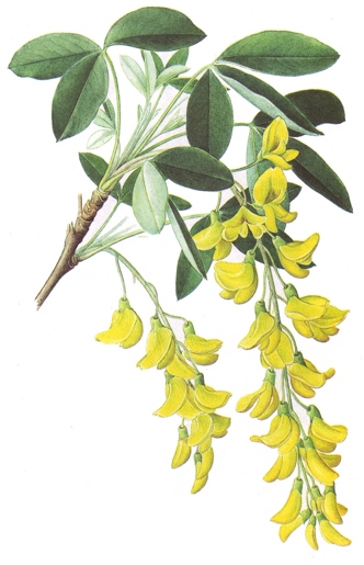 Laburnum anagyroides.-TOXICO.-La medicina recurre generalmente a productos extraídos del citiso, que contienen citisina aislada, para hacer subir la tensión, entre otras cosas.