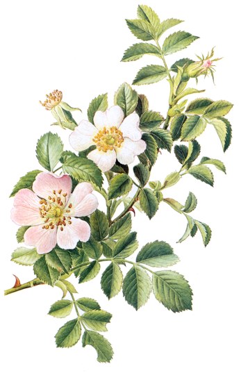 Rosa canina.- Los frutos son ricos en aceite. Se emplean sobre todo enforma de tisana, la cual tiene un efecto preventivo, pues aumenta la resistencia del organismo frente a las enfermedades y a las epidemias.
