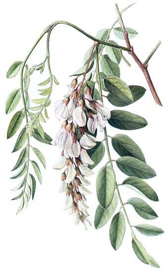 Robinia pseudoacacia.- La falsa acacia es una excelente planta melífera.