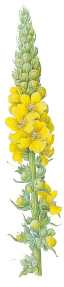 Verbascum densiflorum.- El Verbasco o Gordolobo, es una de las más antiguas plantas medicinales del mundo, empleada sobre todo en tisanas pectorales. En aplicación externa, sirven las flores para preparar cataplasmas y baños contra úlceras y hemorroides.