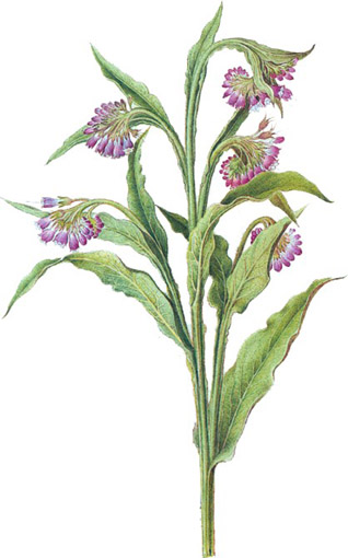 Symphytum officinale.- Tanto en infusión como en polvos, la raíz de consuelda cura las enfermedades crónicas de las vias respiratorias, las úlceras de estómago, la tuberculosis y las diarreas.