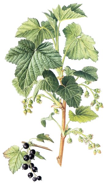 Ribes nigrum.- Con fines medicinales se recolectan a mano las hojas. Se aprovechan sus propiedades diuréticas y sudoríficas, en infusiones.