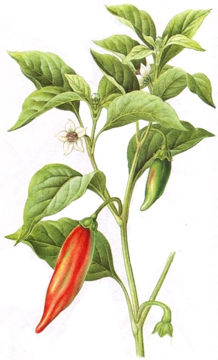 Capsicum annuum.-Los productos a base de guindilla se utilizan esencialmente en aplicaciones externas. Se emplean sobre todo en caso de dolores reumáticos, de ciática o de pleuresía.