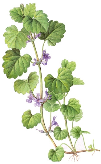 Glechoma hederacea.- Es conocida por sus cualidades medicinales desde el siglo XII aproximadamente, y se emplea como pectoral y febrífuga.