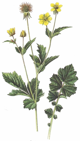 Geum urbanum.- Es utilizada desde la antigüedad por sus propiedades pectorales. Los baños y las compresas son eficaces contra las hemorroides y las enfermedades de la piel.