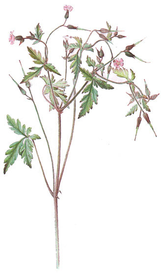 Geranium robertianum.- Util en el tratamiento de enfermedades de la piel, dermatitis, eczemas supurantes, úlceras e inflamaciones diversas.