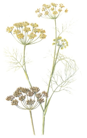Foeniculum vulgare.-La esencia de hinojo sirve para fabricar un agua de hinojo (aqua foeniculi) empleada en gárgaras y baños oculares.