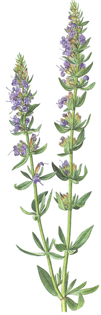 Hyssopus officinalis.- El hisopo sirve para tratar las afecciones del aparato respiratorio: vías respiratorias superiores, tos, tosferina, bronquitis y asma.