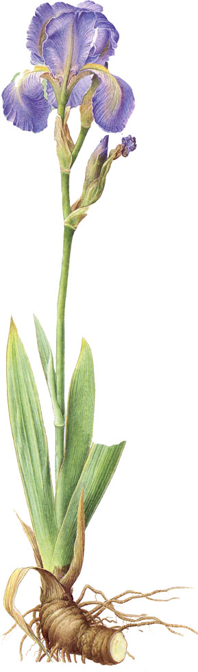 Iris germanica.-La destilación del rizoma permite obtener una esencia que se emplea corrientemente en perfumería.