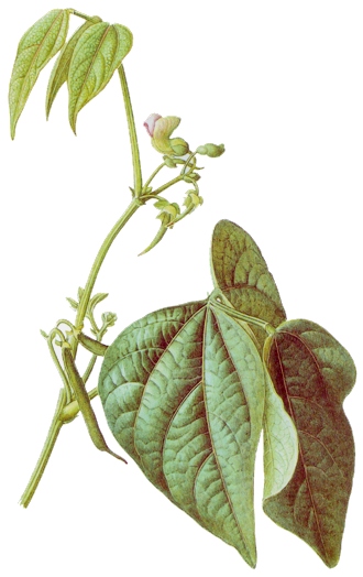 Phaseolus vulgaris.- La harina de judía sirve para preparar cataplasmas calientes contra eccemas pertinaces y urticantes.