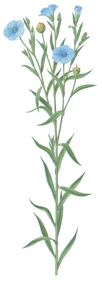 Linum usitatissimum.-Las semillas, tanto enteras como molidas, constituyen un laxante muy eficaz.