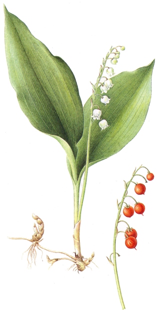 Convallaria majalis.- TOXICA.-Los extractos perfumados que se obtienen de sus flores son ampliamente aprovechados en la fabricación de perfumes y cosméticos.