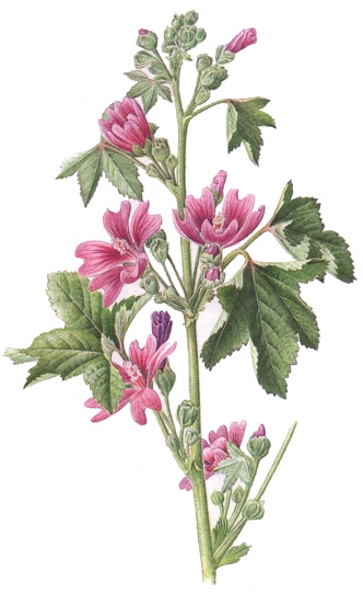 Malva sylvestris.- En aplicaciones externas, la malva sirve para para la preparación de baños y apósitos contra úlceras y erupciones cutáneas.