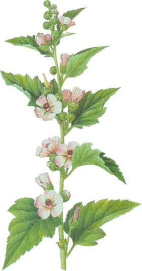 Althaea officialis.- Se utiliza en infusiones en casos de inflamaciones de las vias respiratorias altas, contra la tos y como expectorante mucilaginoso.