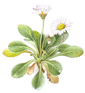 Bellis perennis.- Su acción astringente y emoliente es la causa por la cual las emplea la medicina popular para tratar los catarros.