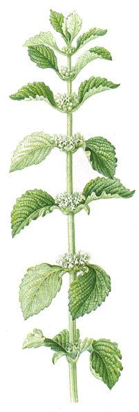 Marrubium vulgare.- Antiguamente se cogía y usaba el marrubio para curar la malaria y la tuberculosis.