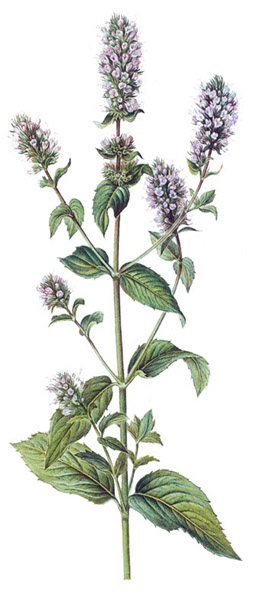 Mentha piperina.- La menta piperina, estimula la secreción de los jugos digestivos, reduce la timpanitis y las diarreas, atenúa los calambres del aparato digestivo y aumenta la secreción biliar.