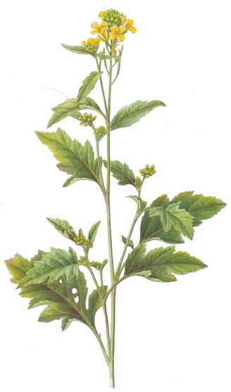 Brassica nigra.- Las cataplasmas a base de harina de mostaza se aplican en las partes que sufren dolores reumáticos, calambres o agujetas.