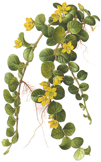 Lysimachia nummularia.- El pedúnculo fresco aplastado puede ser aplicado, como compresa, en las heridas de difícil curación, las ulceraciones y las dermatitis.