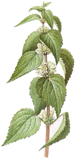 Lamium album.-Las flores de la ortiga muerta sirven en primavera para preparar una tisana (edulcorada con miel) depurativa. Las hojas jóvenes pueden prepararse como las espinacas. Es también una excelente planta melífera.
