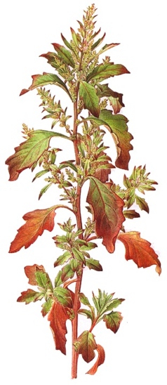 Chenopodium ambrosioides.-La infusión de Pazote estimula las funciones digestivas y los intercambios celulares.