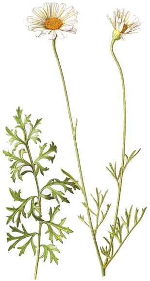 Chrysanthemum cinerariifolium.- Las cabezuelas contienen piretrinas, que son insecticidas de contacto; se utilizan exteriormente contra los insectos dañinos que viven sobre los animales y las personas.