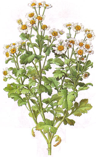 Chrysanthemum parthenium.- La medicina popular emplea la tisana en la dosis de 2 cucharaditas de producto por cada taza de agua, que se dejan reposar durante 15 minutos, para combatir los trastornos digestivos.