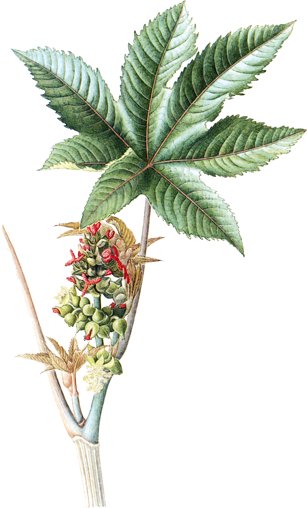 Ricinus communis.- TOXICO.- El aceite de ricino es un suave laxante; se toma con bebidas calientes y perfumadas en dosis de una  a dos cucharaditas para un adulto y de media para un niño.