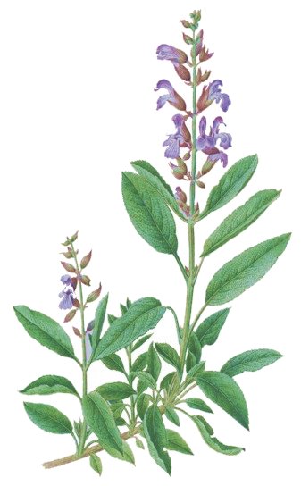 Salvia officinalis.- La salvia se emplea contra las afecciones gástricas e intestinales, en las que reduce su proceso inflamatorio; es eficaz contra la diarrea, la timpanitis y la excesiva transpiración nocturna.