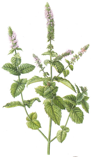 Mentha aquatica.- Toda la planta desprende un olor aromático a comino. Se trata de una especie cultivada y obtenida como resultado de numerosos cruces de varias clases de menta. Se usa como infusión, es eficaz en caso de inapetencia, trastornos gástricos, diarreas, etc.