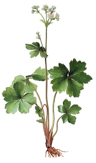 Sanicula europaea.- Actualmente es relativamente poco empleada, y sus sustanciasson todavía objeto de investigación.
