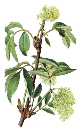 Sambucus racemosa.- Se recolectan sus frutos bien maduros, por sus propiedades medicinales y refrescantes.