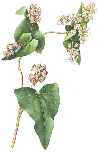 Fagopyrus tataricum.- Es utilizada para producir medicamentos contra los trastornos circulatorios.