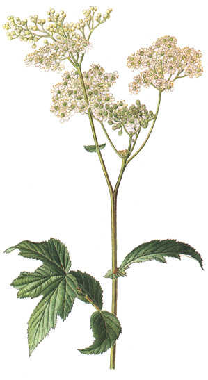 Filipendula ulmaria.- Se emplean las flores secas para preparar tisanas antigripales, como diaforéticas para bajar la fiebre y contra los dolores reumáticos.