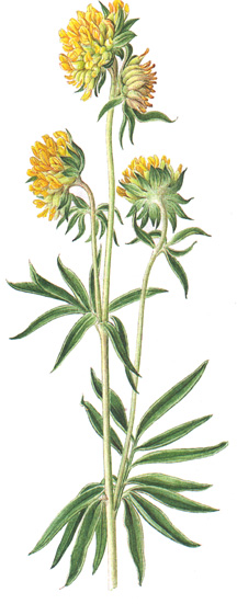 Anthyllis vulneraria.- En aplicaiones externas, se usa para baños y lavados de heridas infectadas, furunculosis y eczema.