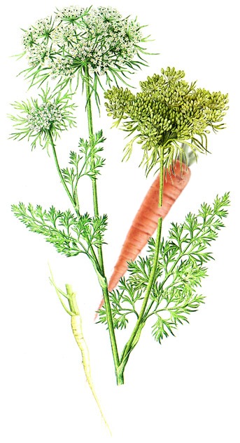 Daucus carota.-Entre las muchas propiedades de la zanahoria, son conocidos los efectos positivos sobre los parásitos intestinales, ascárides y oxiuros.
