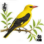 Oriolus oriolus
Ing.-Golden Oriole